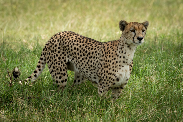cheetah stands in tall grass facing