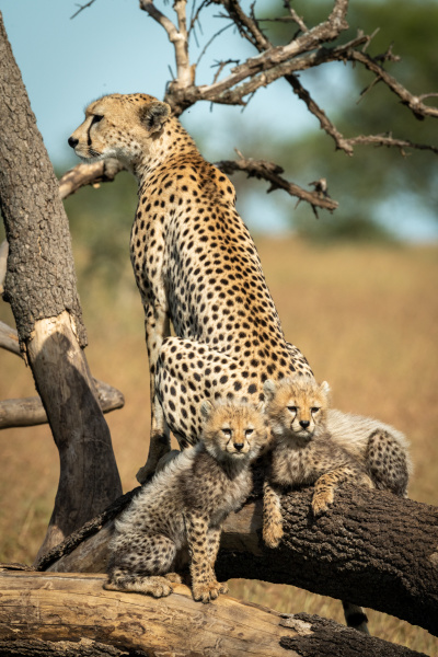 cheetah sits by two cubs on