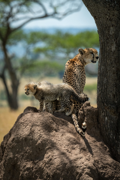 cheetah sits guarding cubs on termite