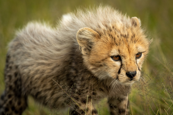 close up of cheetah cub standing