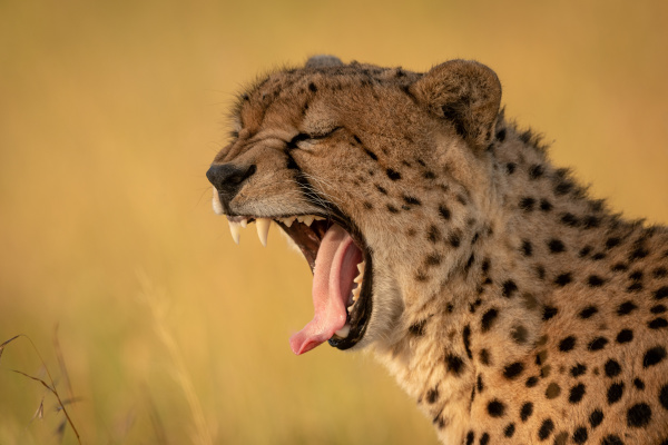 close up of cheetah yawning with