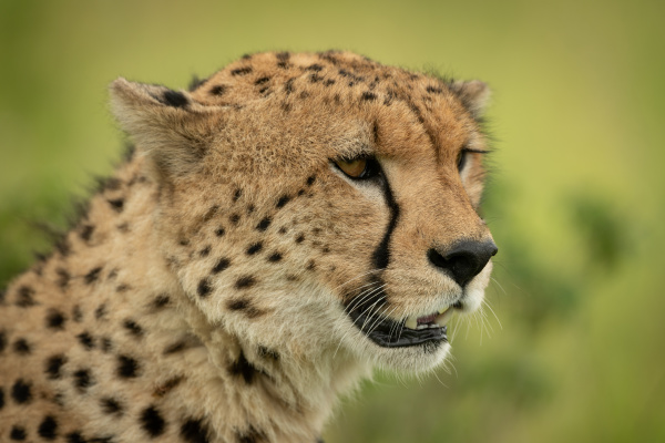 close up of cheetah head against
