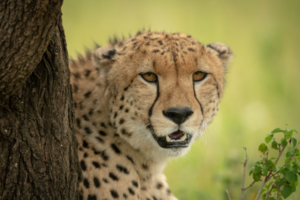 close up of cheetah looking round