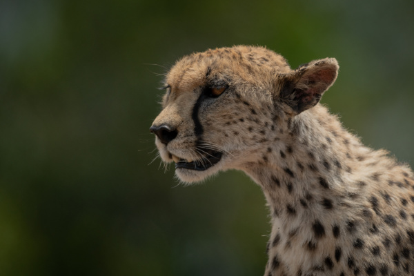 close up of female cheetah looking