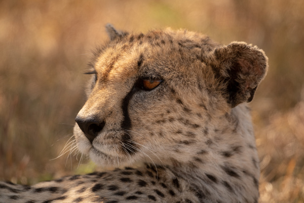 close up of female cheetah lying
