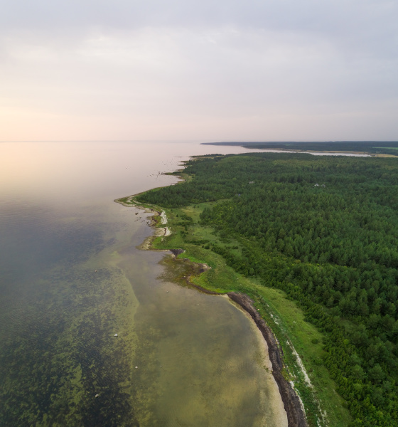 aerial view of coast forest at