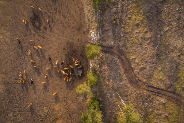 aerial view of cattle grazing in