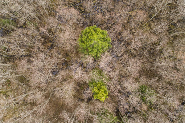 aerial view of trees in swamp
