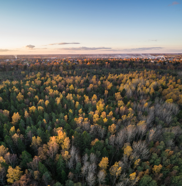 aerial view of a colorful pines