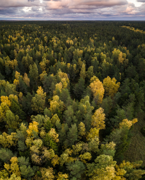 aerial view of colorful forest