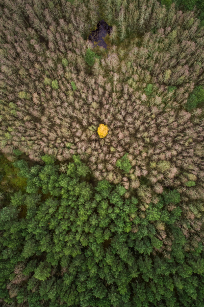 aerial view of a yellow tree