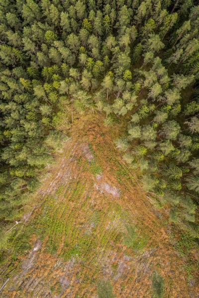 aerial view of pines exploitation