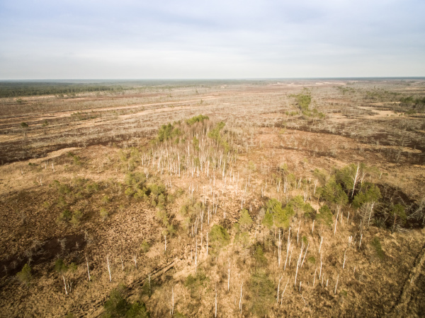 aerial view of trees and dry