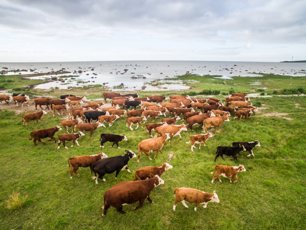 aerial view of an herd of