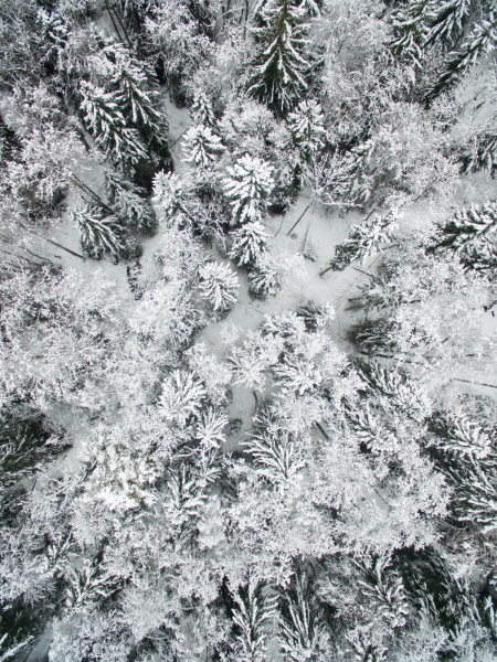 aerial view of snowy forest
