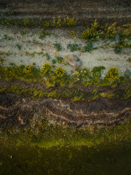 aerial view of vegetation on the