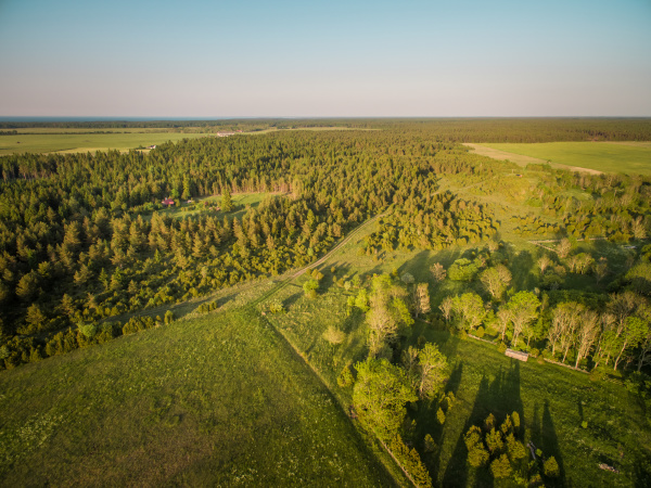 aerial view of forest in countryside