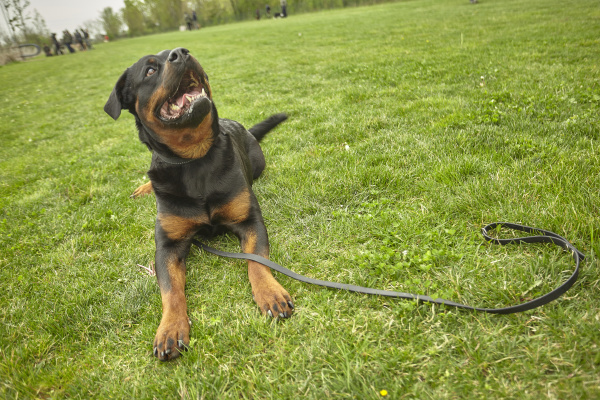 rottweiler dog at the park