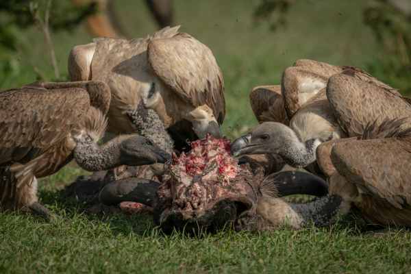 close up of white backed vultures