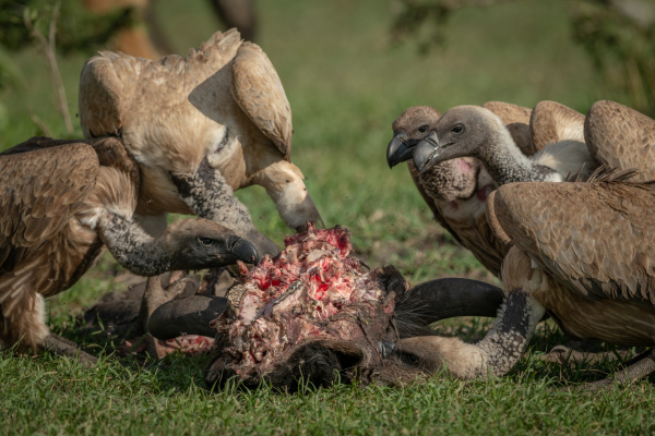 close up of white backed vultures