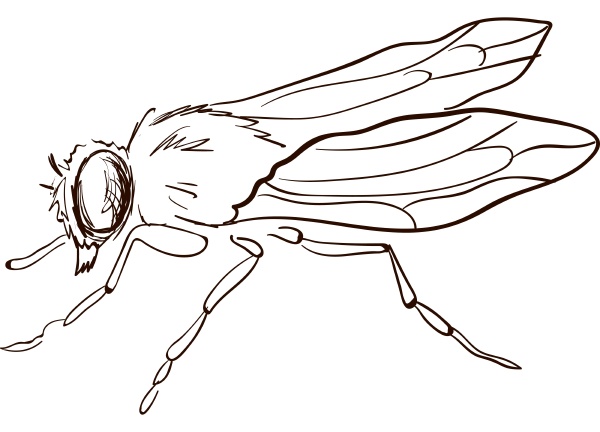 fly drawing illustration vector