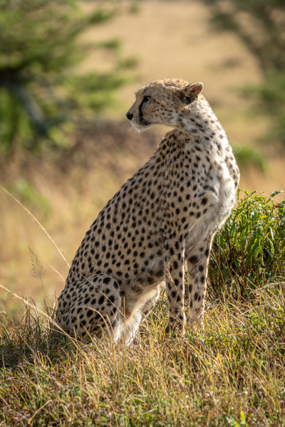 female cheetah sits in grass looking