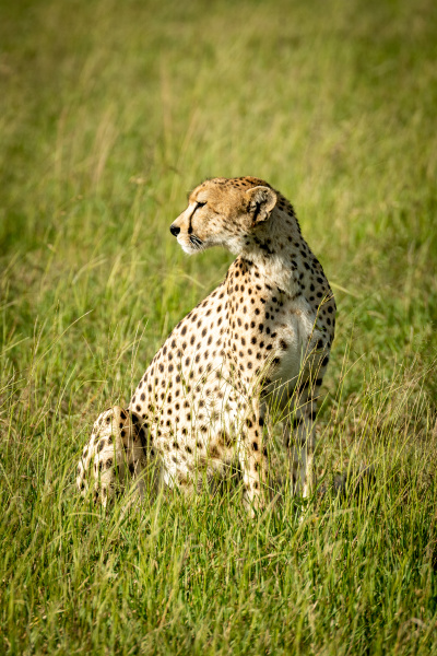 female cheetah sits in grass turning
