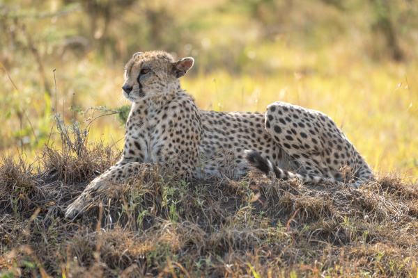 female cheetah lies on mound staring