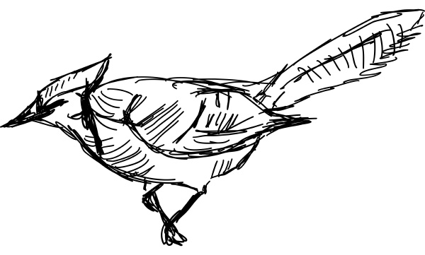 jay bird illustration vector