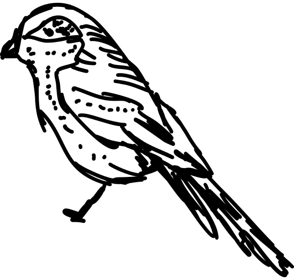 bird drawing illustration vector
