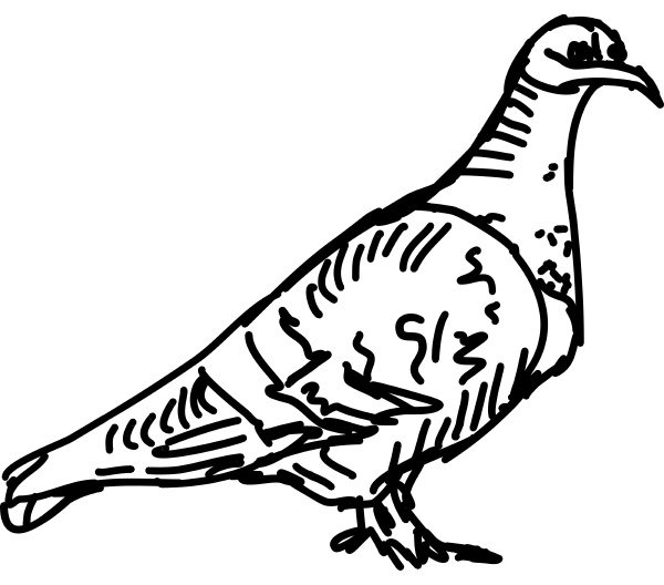 bird drawing illustration vector