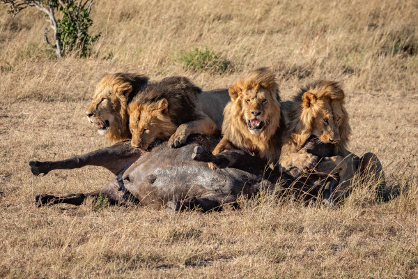 four male lion lie behind buffalo