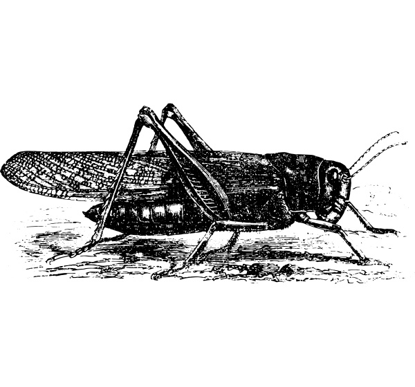 cricket pachytylus migratorius