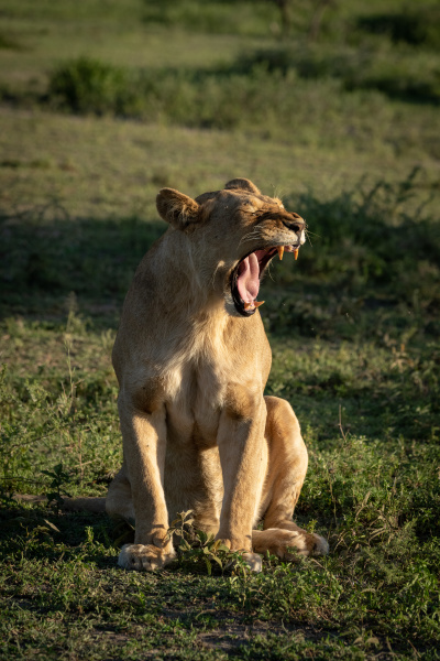 lioness sits on grassy plain yawning