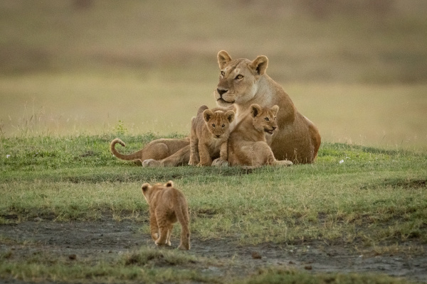 lioness lies with cubs approached by