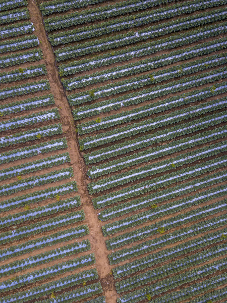 aerial view of cabbages growing in