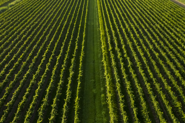 full frame shot of agricultural field