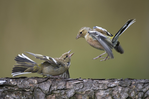 close up of chaffinches on tree