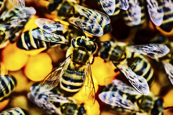 close up of bees on honeycomb