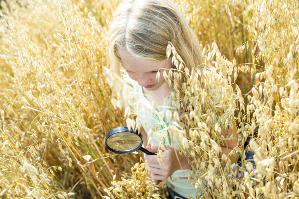little girl examining wheat ears in