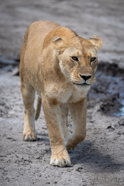 lioness walking on dried mud towards