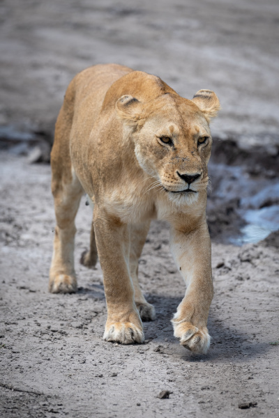 lioness walking towards camera on dried