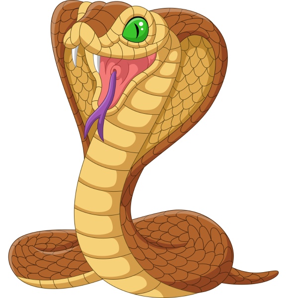 Cartoon king cobra snake on white background - Royalty free photo ...