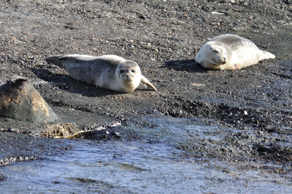 robbenjunge seal cub