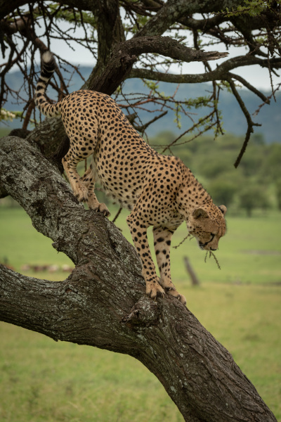 male cheetah perched on trunk looking