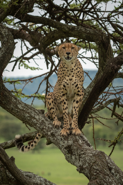 male cheetah sits in tree facing