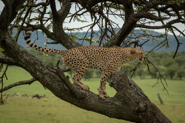 male cheetah crouches on trunk in