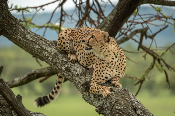 male cheetah lies in tree looking