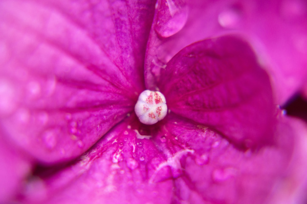 close up photography of vivid pink
