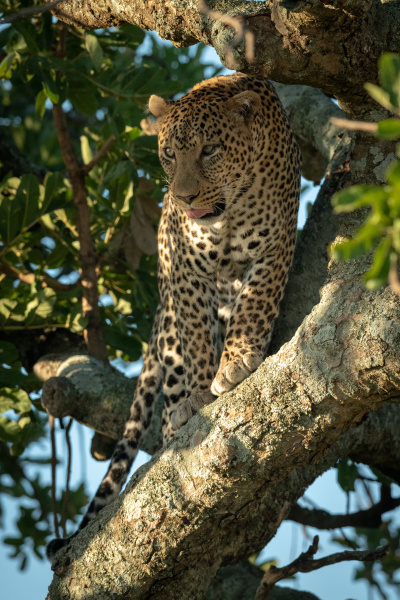 male leopard looks out from leafy